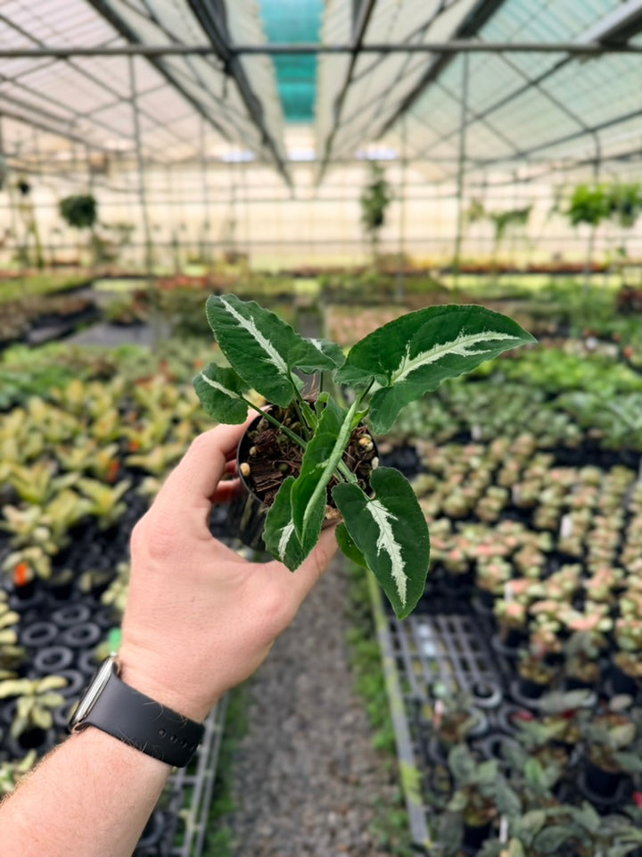 Syngonium Wendlandii