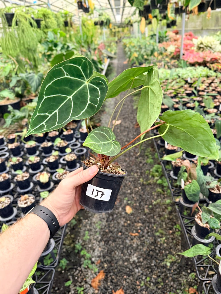 Handpicked #137 - Anthurium Crystallinum - Multi Headed