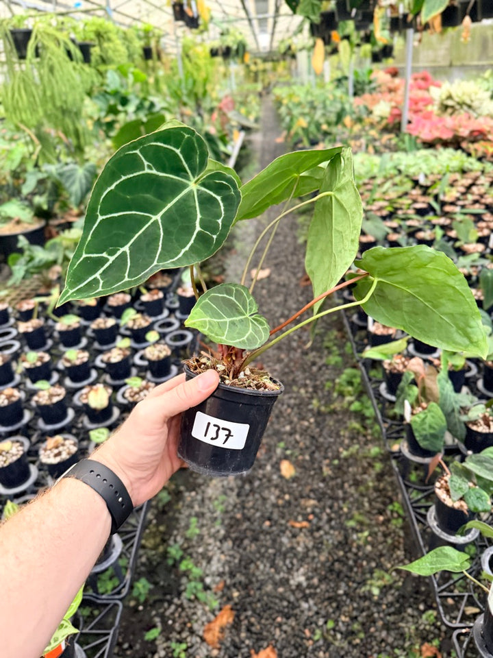 Handpicked #137 - Anthurium Crystallinum - Multi Headed
