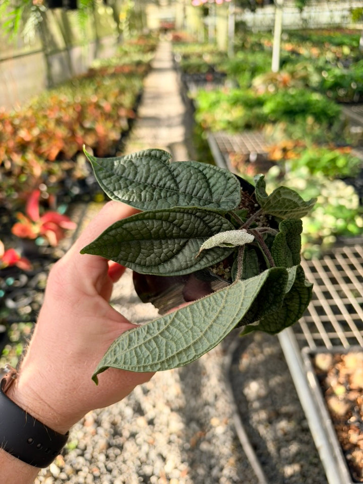 Handpicked #91 - Piper Parmatum