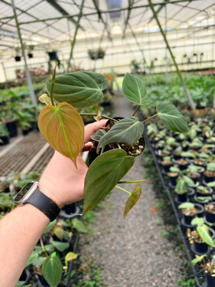 Philodendron Hederaceum - Micans