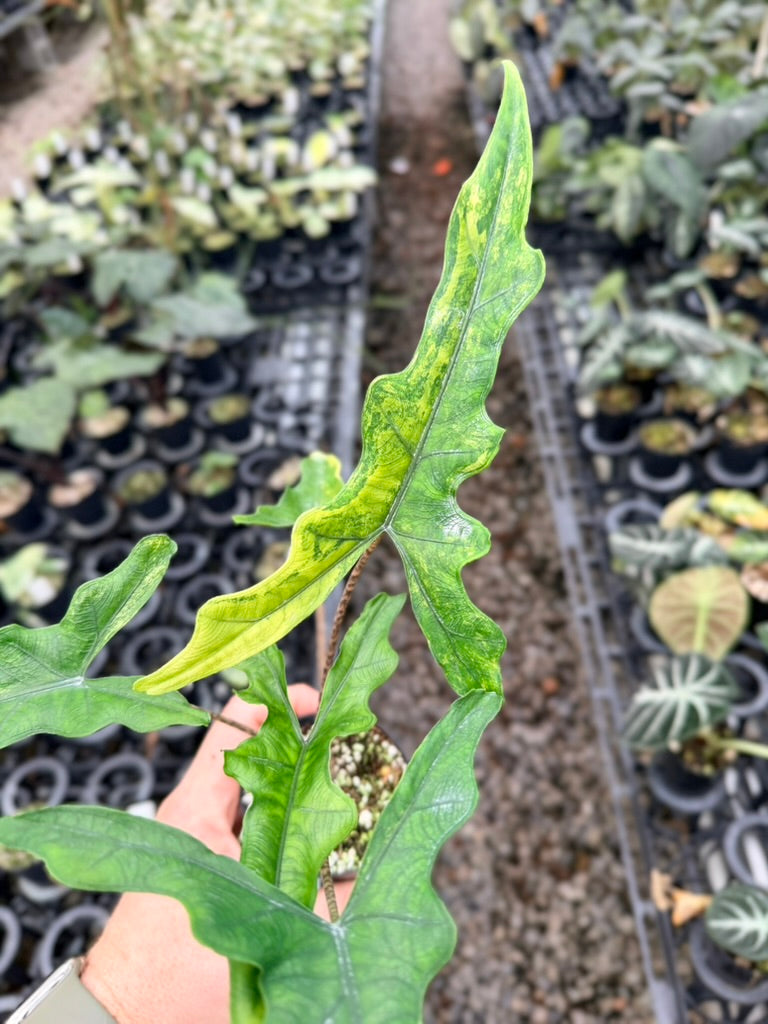Handpicked #23 - Alocasia sp Sulewasi 'Sabrina Narrow' - Aurea Variegata
