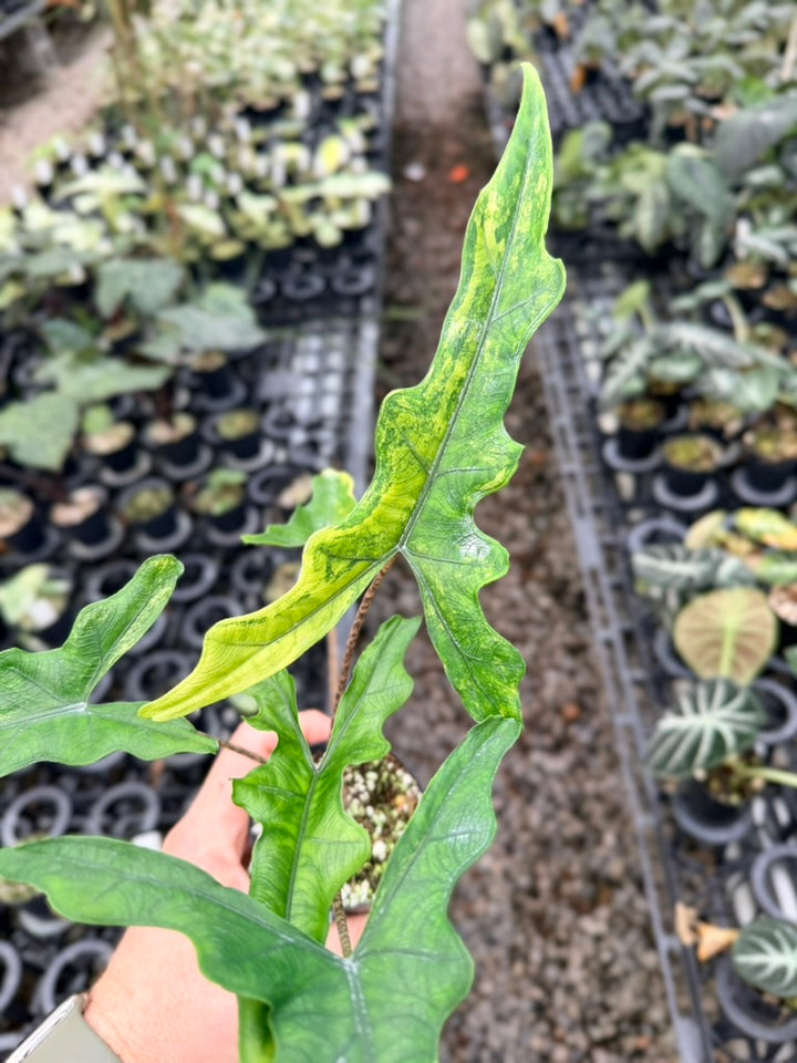 Handpicked #23 - Alocasia sp Sulewasi 'Sabrina Narrow' - Aurea Variegata