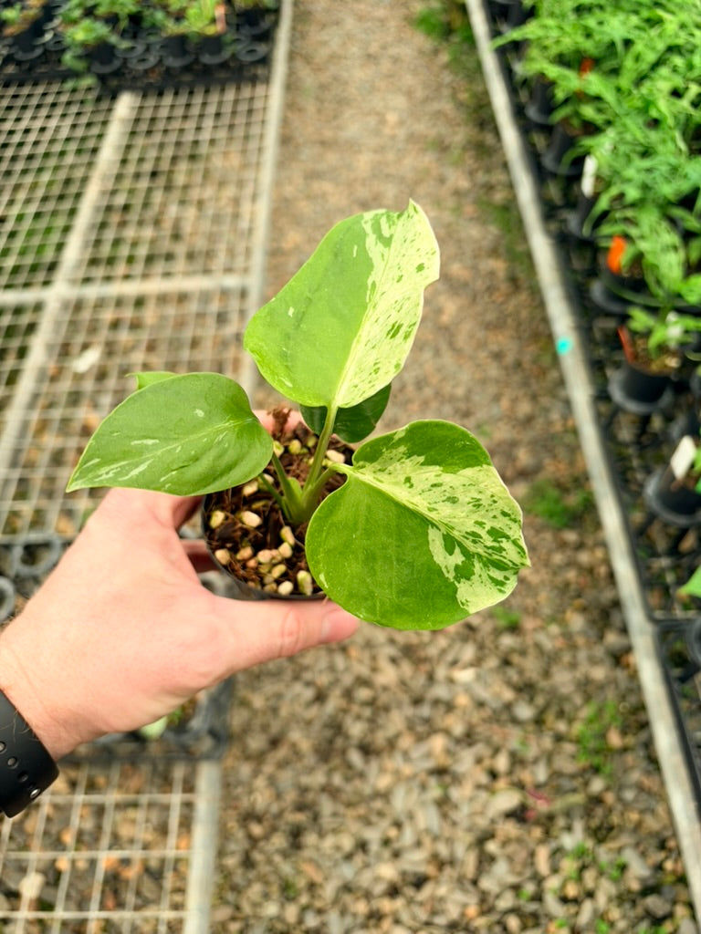 Handpicked #65 - Monstera Deliciosa - Bulbasaur