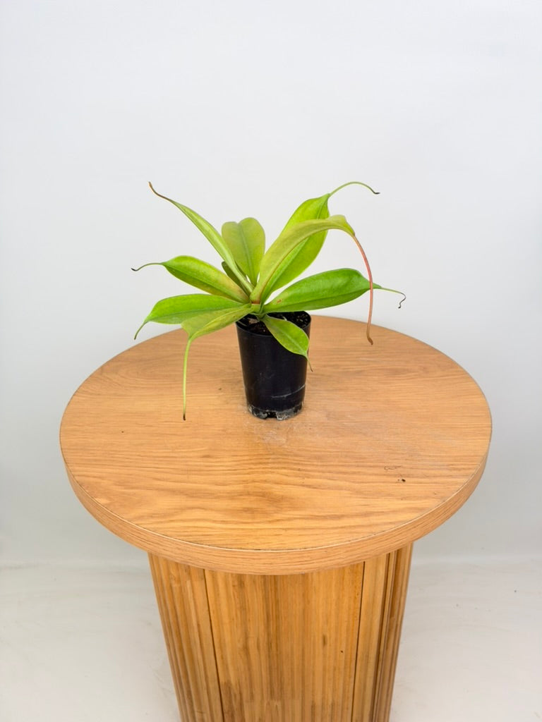 Nepenthes Gentle - Imperfect Foliage