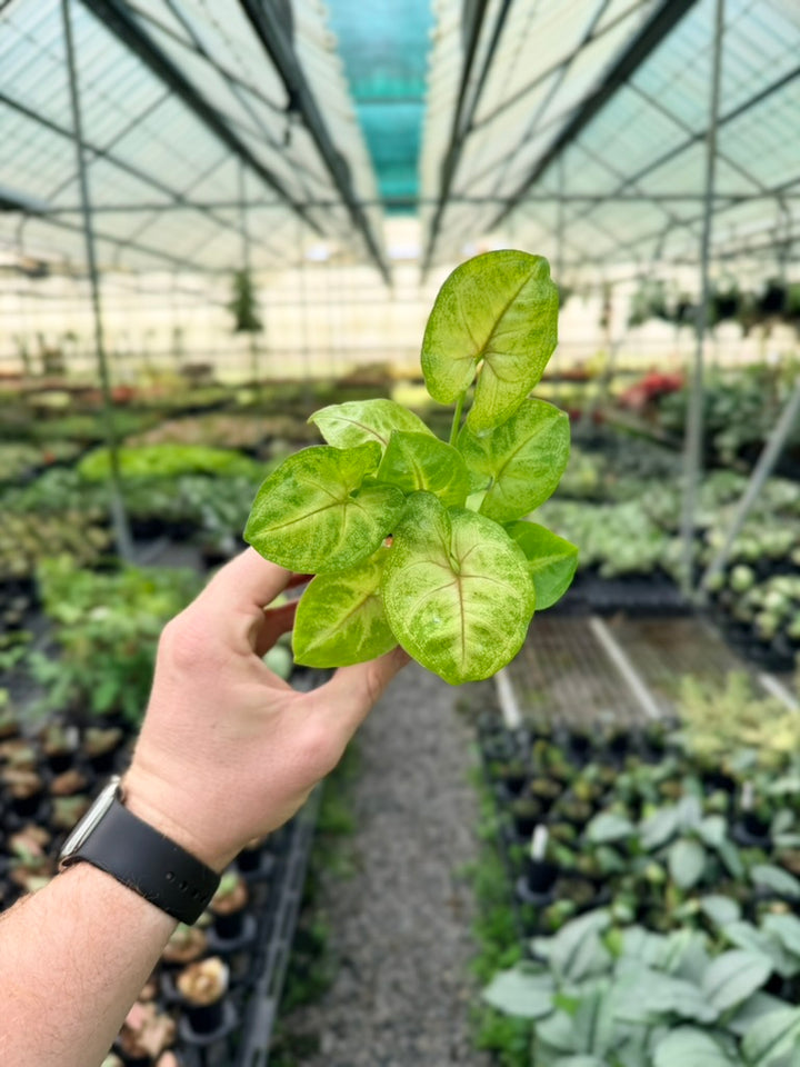 Syngonium Podophyllum - Mango Allusion - Mini