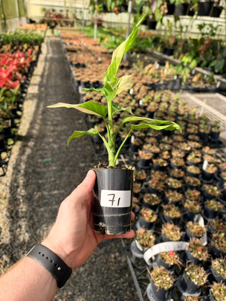 Handpicked #71 - Aglaonema Modestum Variegata