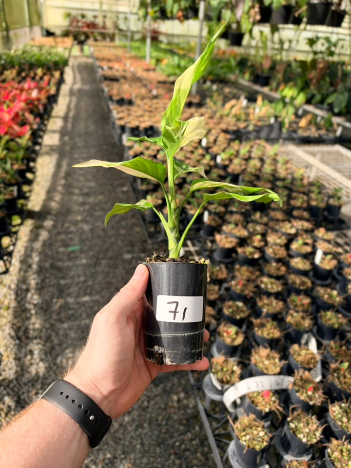 Handpicked #71 - Aglaonema Modestum Variegata