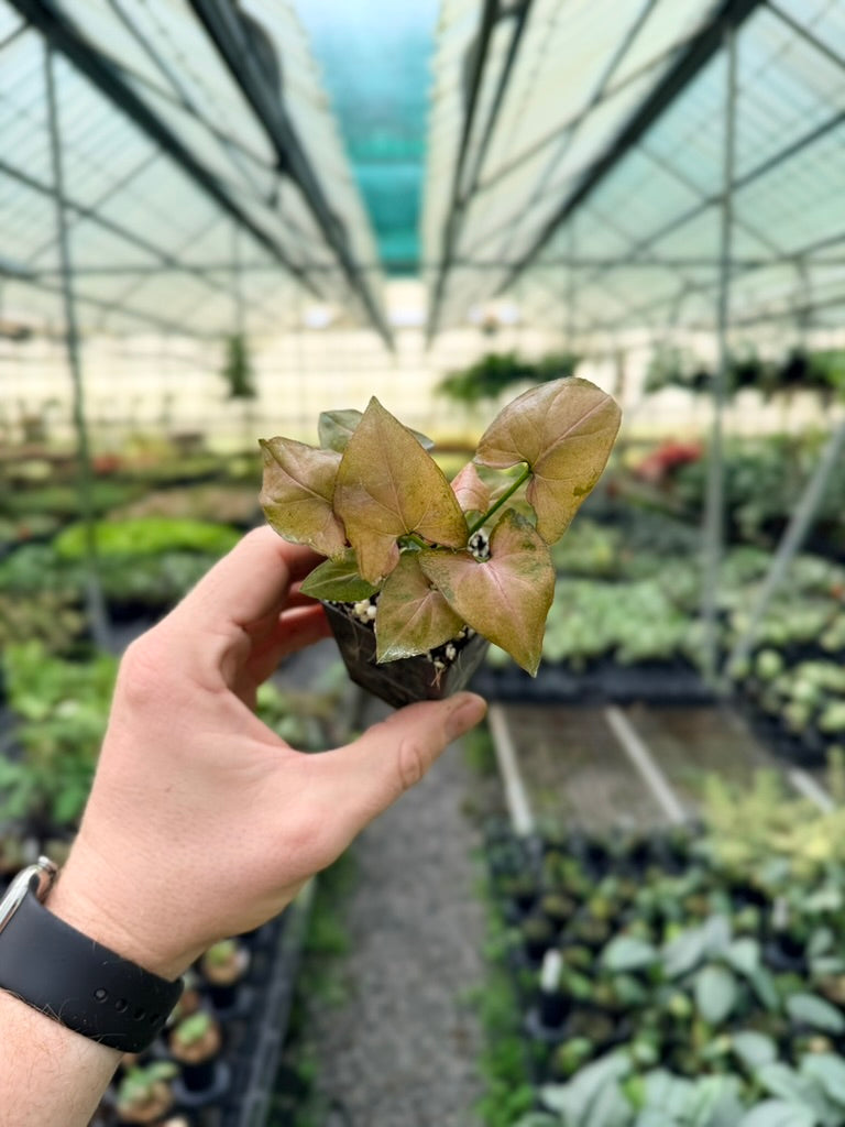 Syngonium Podophyllum - Maya Red - Mini