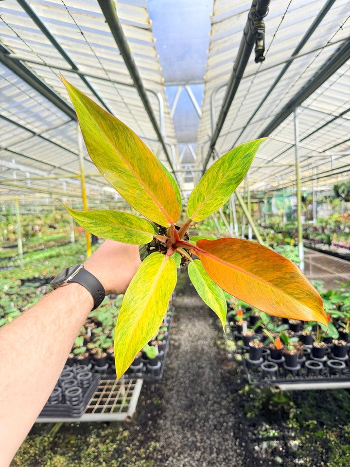 Philodendron Erubescens - Autumn Queen
