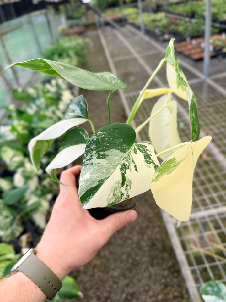 Handpicked #136 - Monstera Deliciosa Borsigiana Variegated Albo