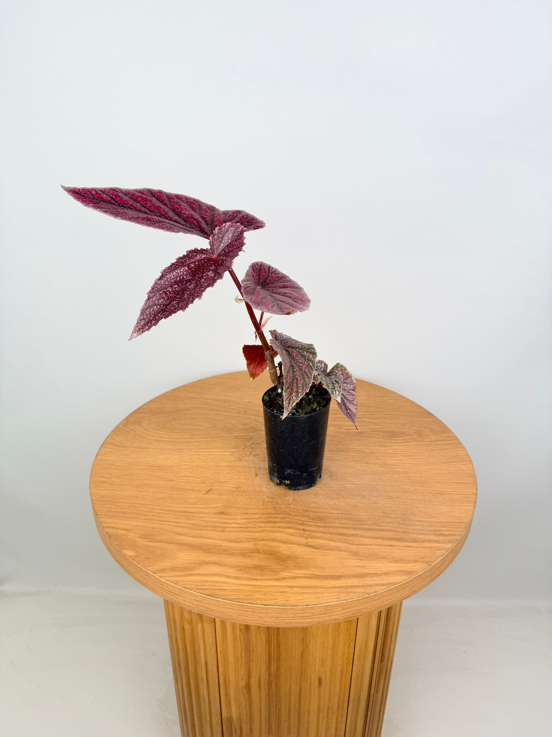 Begonia Maurice Amey