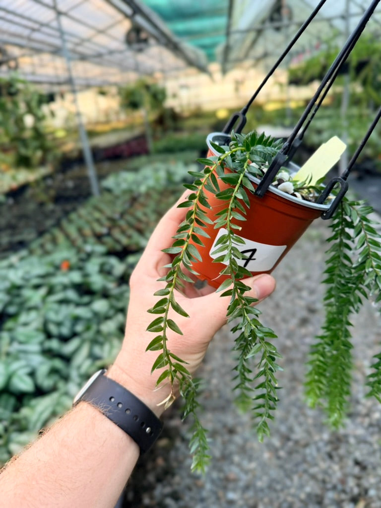 Handpicked #4 - Phlegmariurus Phlegmarioides X Phlegmariurus Ledermannii - Tassel Fern