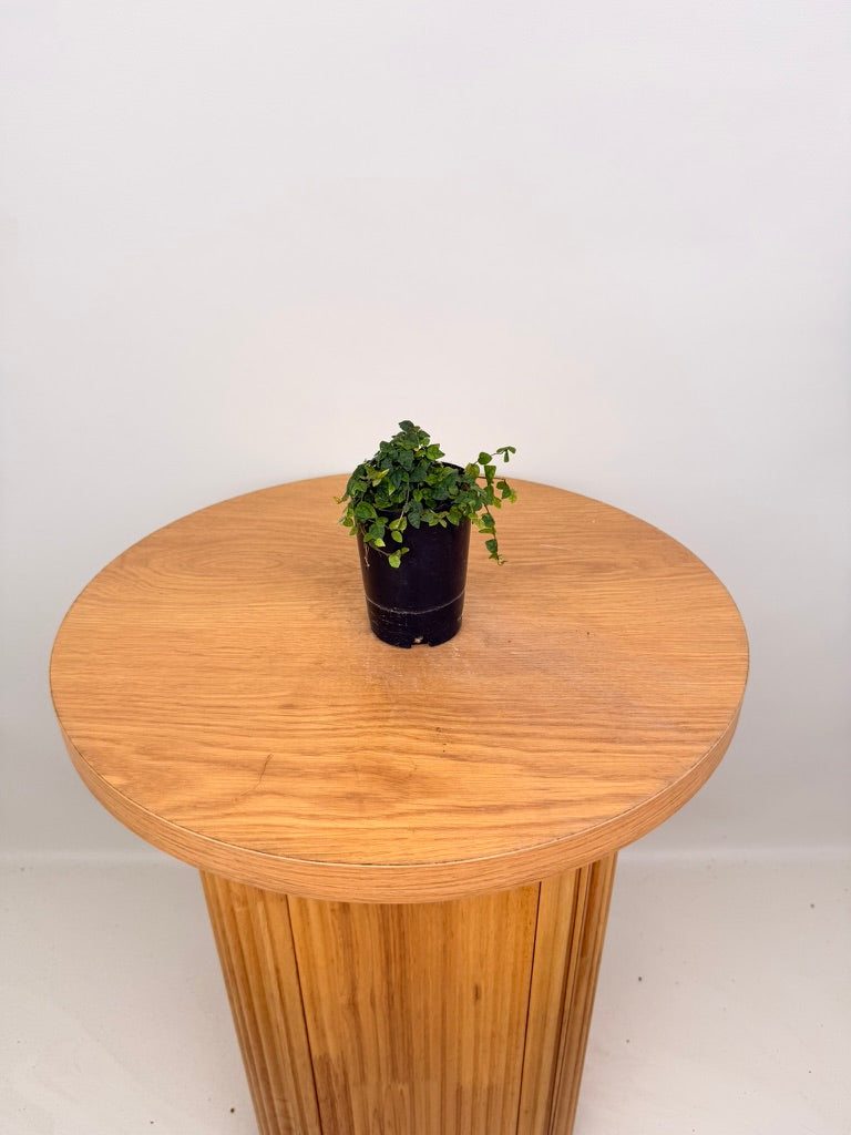 Ficus Pumila - Minima
