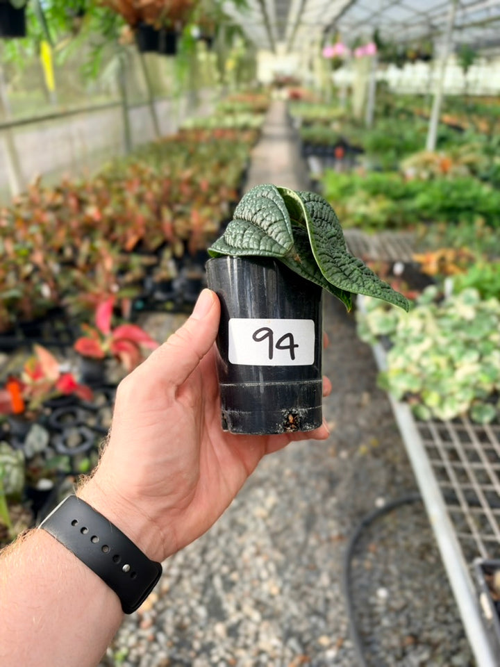 Handpicked #94 - Piper Parmatum