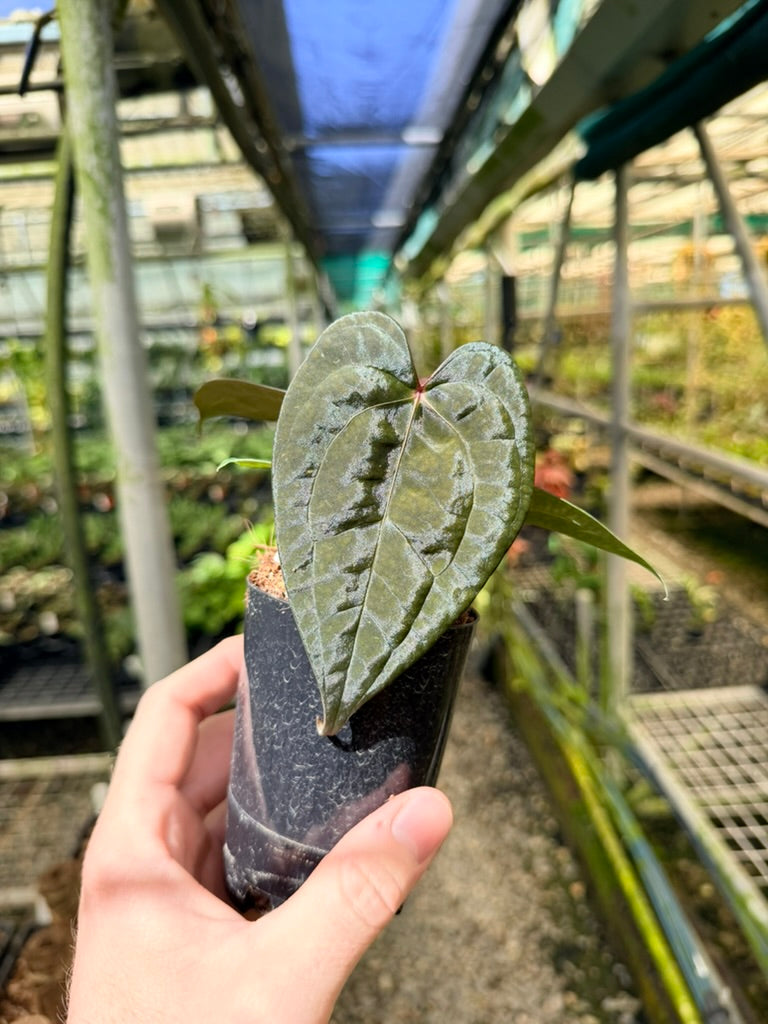 Anthurium Ace of Spades X Anthurium Papillilaminum