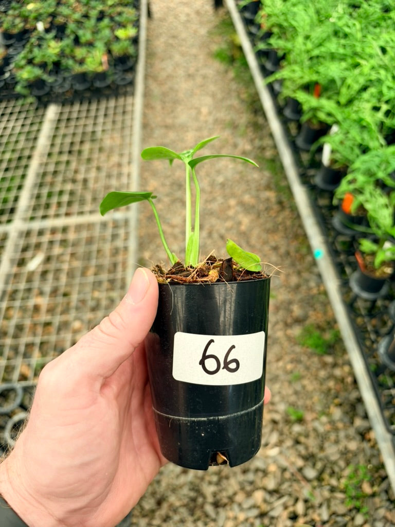 Handpicked #66 - Monstera Deliciosa - Bulbasaur