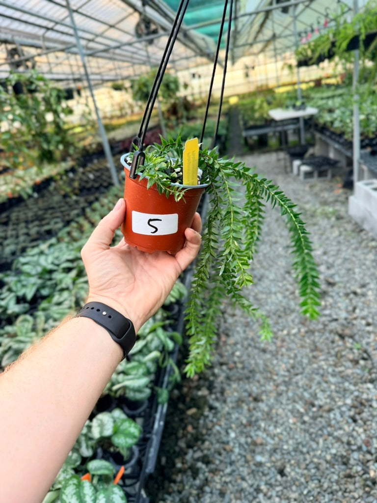 Handpicked #5 - Phlegmariurus Phlegmarioides X Phlegmariurus Ledermannii - Tassel Fern