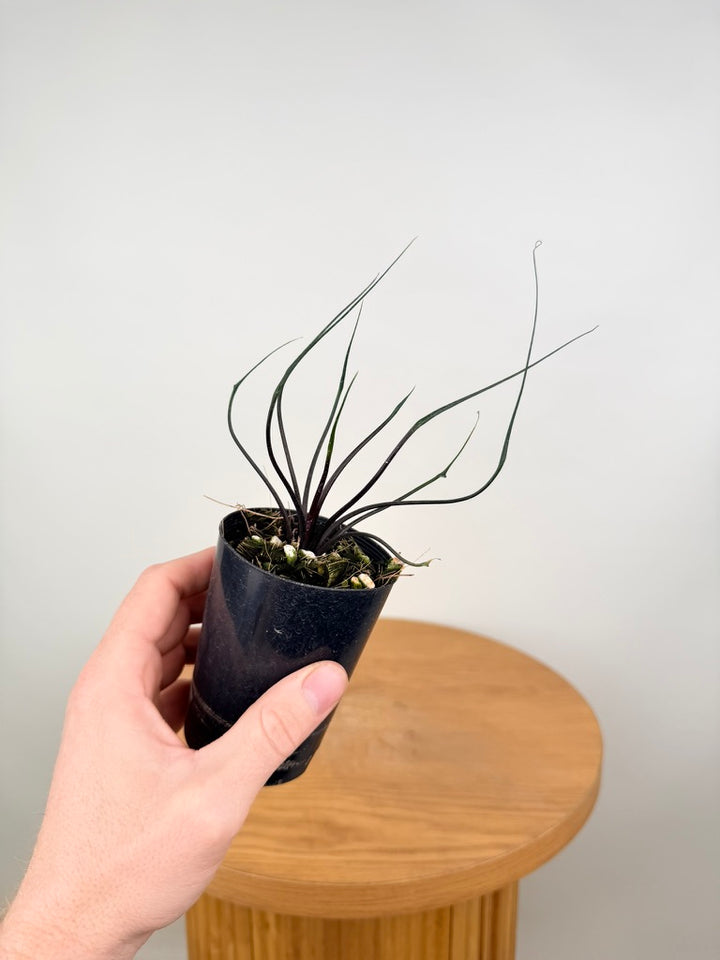 Alocasia Plumbea - Flying Squid 🦑