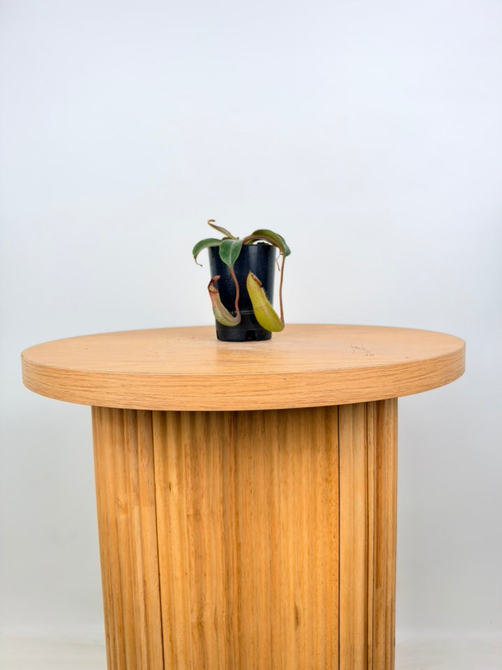 Nepenthes Veitchii