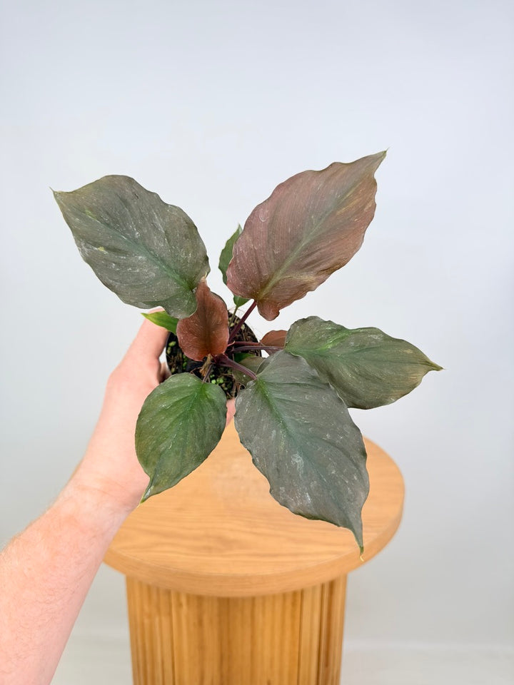 Homalomena Sp. Samrit