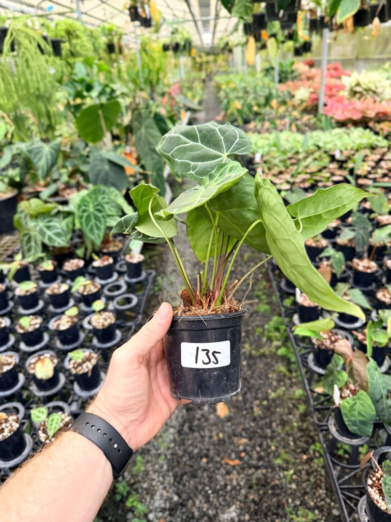 Handpicked #135 - Anthurium Crystallinum - Multi Headed