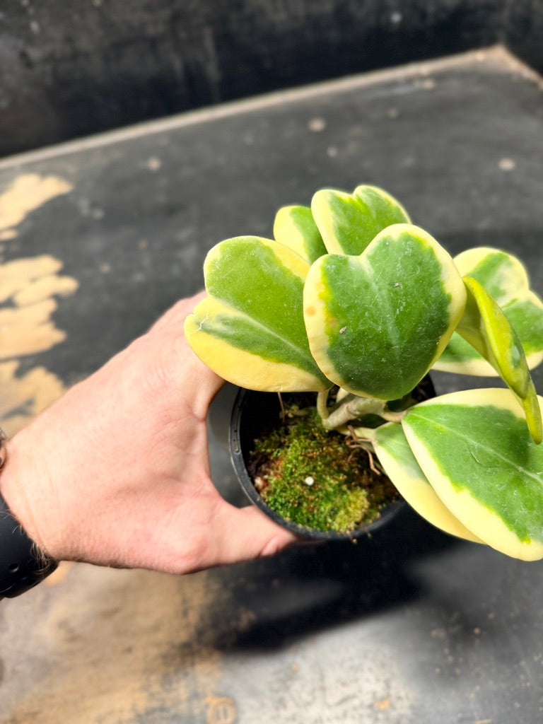 Handpicked #92 - Hoya Kerrii Albomarginata - 100mm Pot