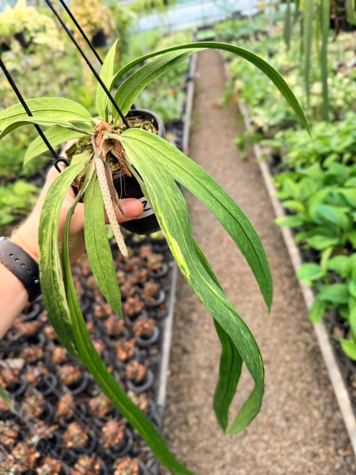 Handpicked #20 - Anthurium Vittariifolium Variegata