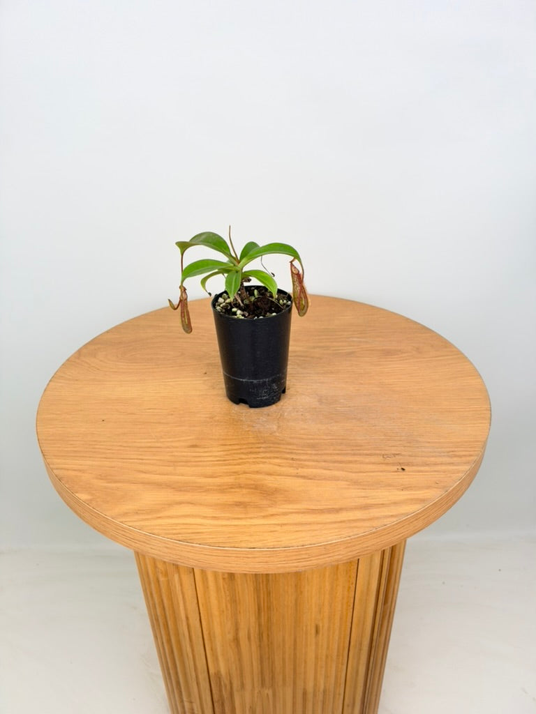 Nepenthes Gentle - Imperfect Foliage