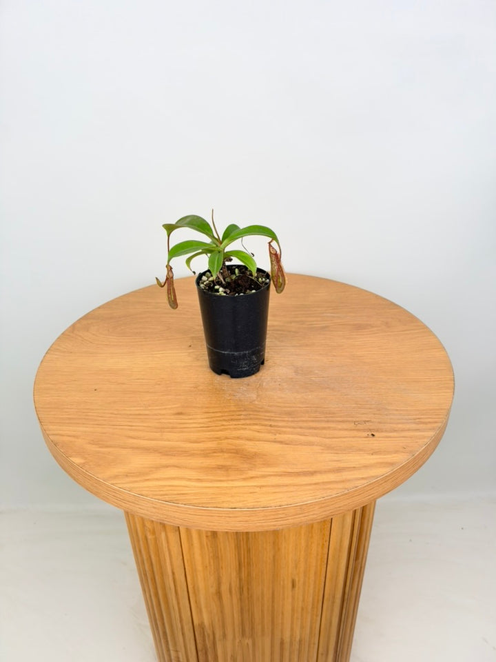 Nepenthes Gentle - Imperfect Foliage