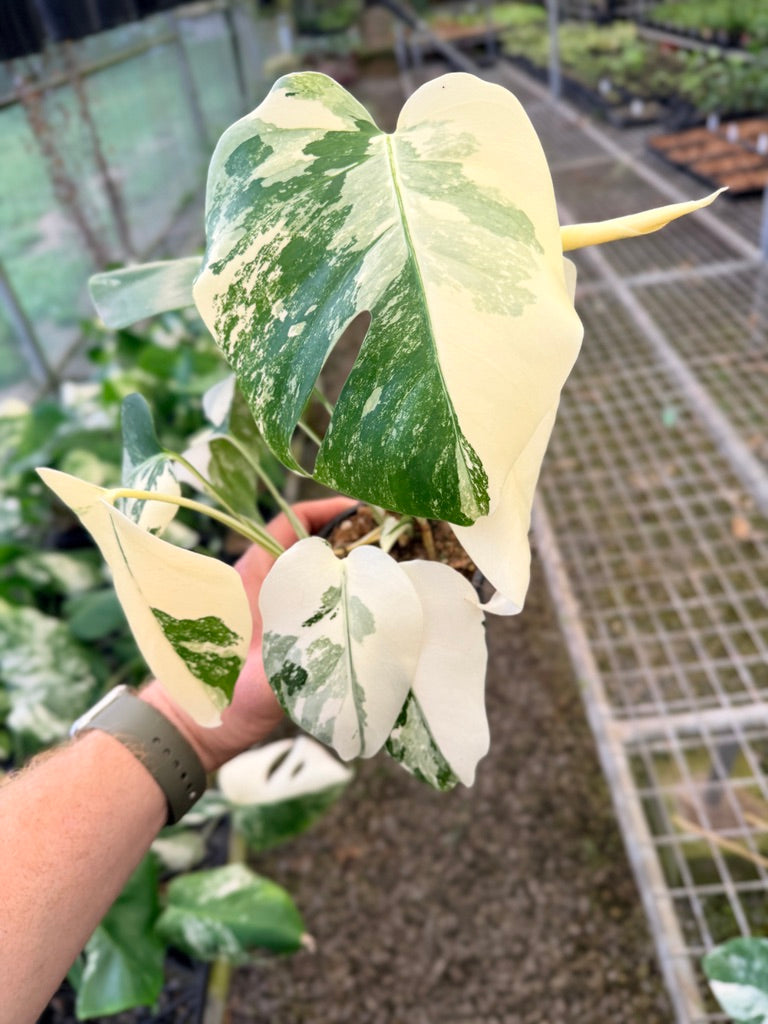 Handpicked #136 - Monstera Deliciosa Borsigiana Variegated Albo