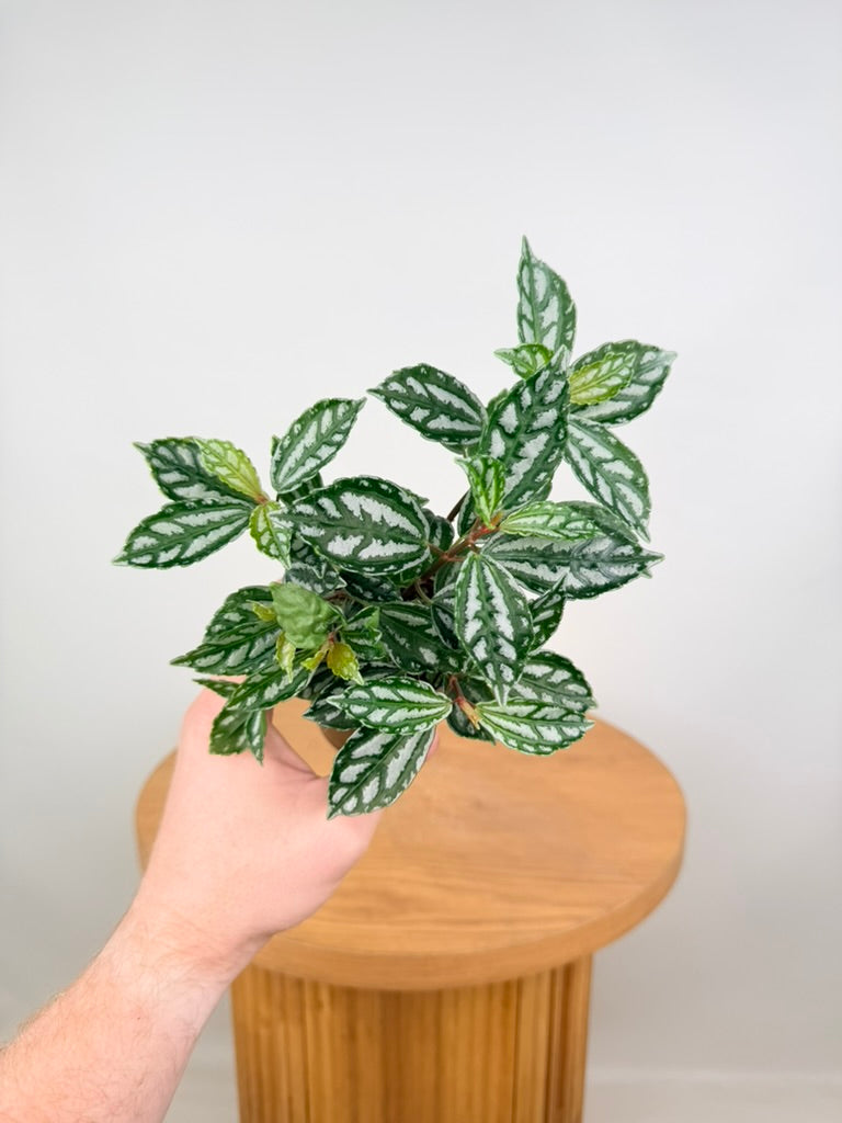 Pilea Cadierei