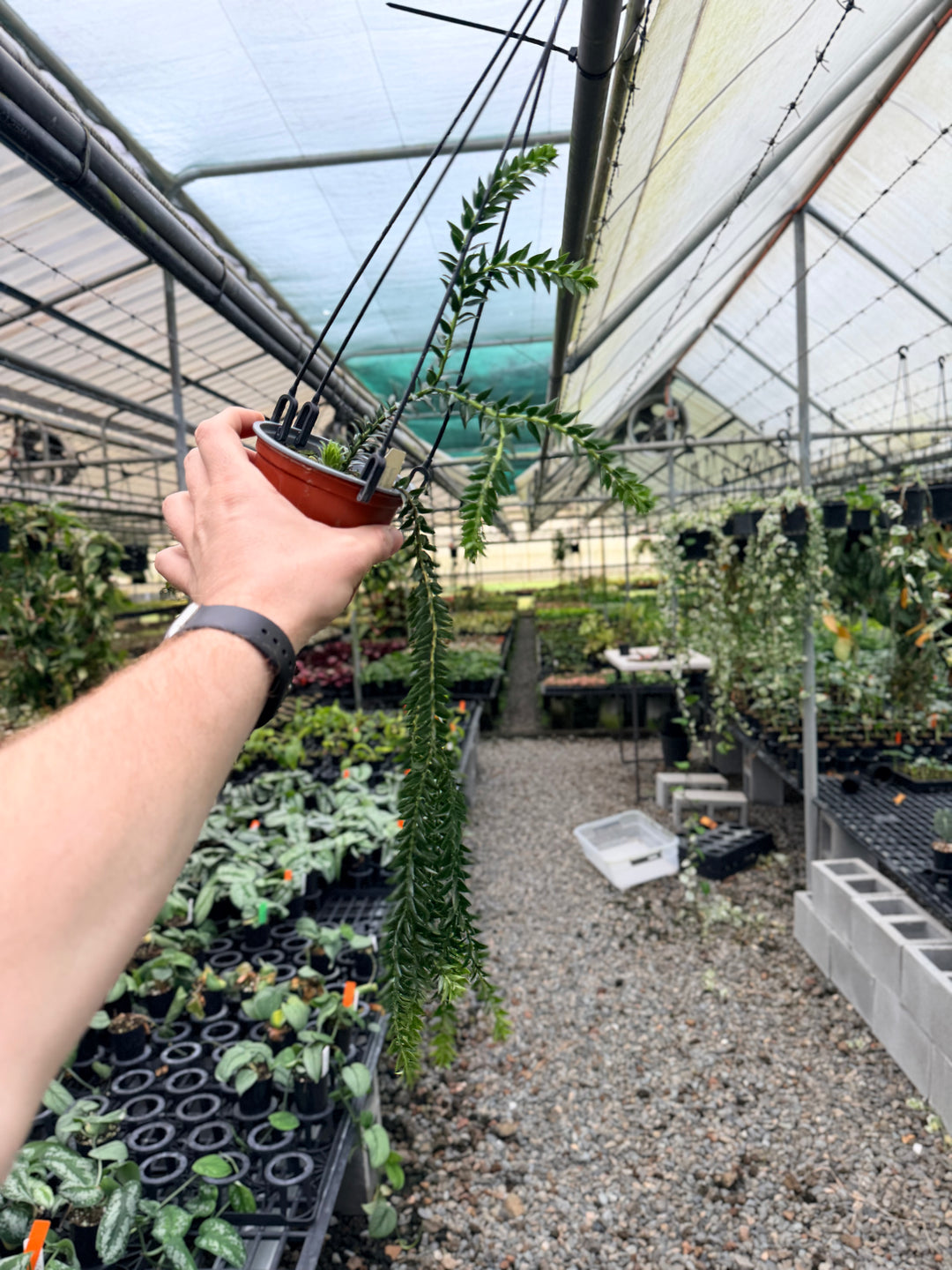 Handpicked #231 - Phlegmariurus Phlegmarioides X Phlegmariurus Ledermannii - Tassel Fern