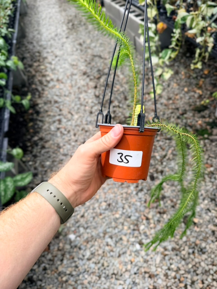 Handpicked #35 - Phlegmariurus squarrosus [Huperzia Squarrosa] - QLD Fine Rock Tassel Fern