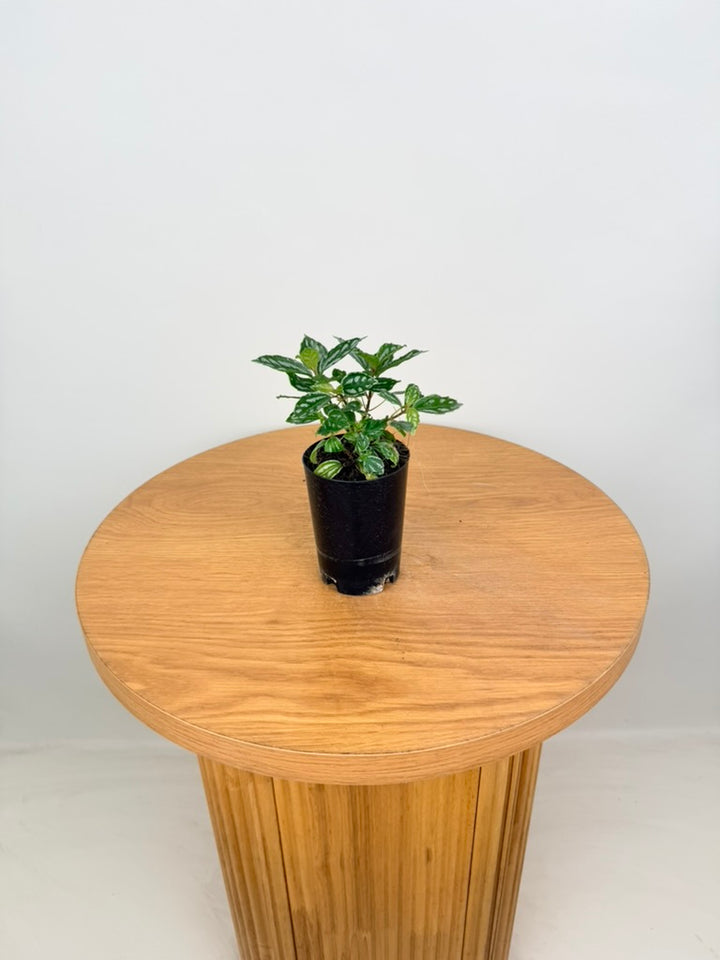 Pilea Cadierei