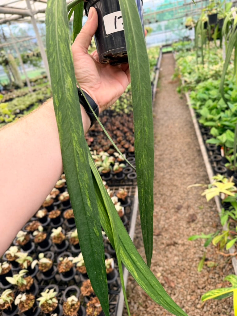 Handpicked #17 - Anthurium Vittariifolium Variegata