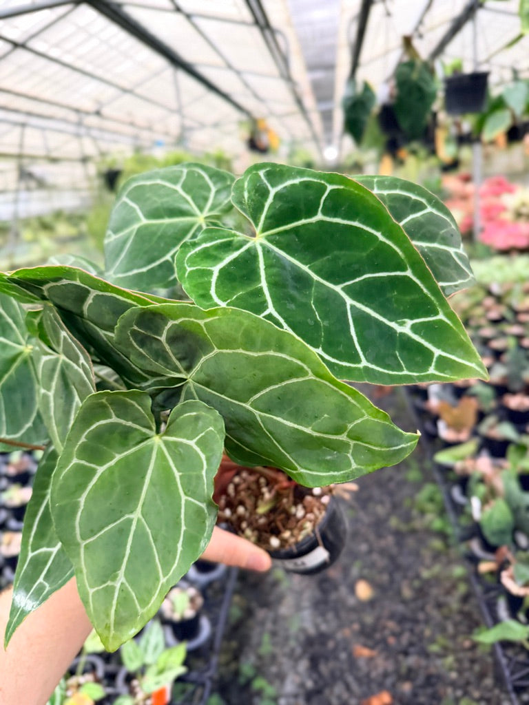 Handpicked #131 - Anthurium Crystallinum - Multi Headed