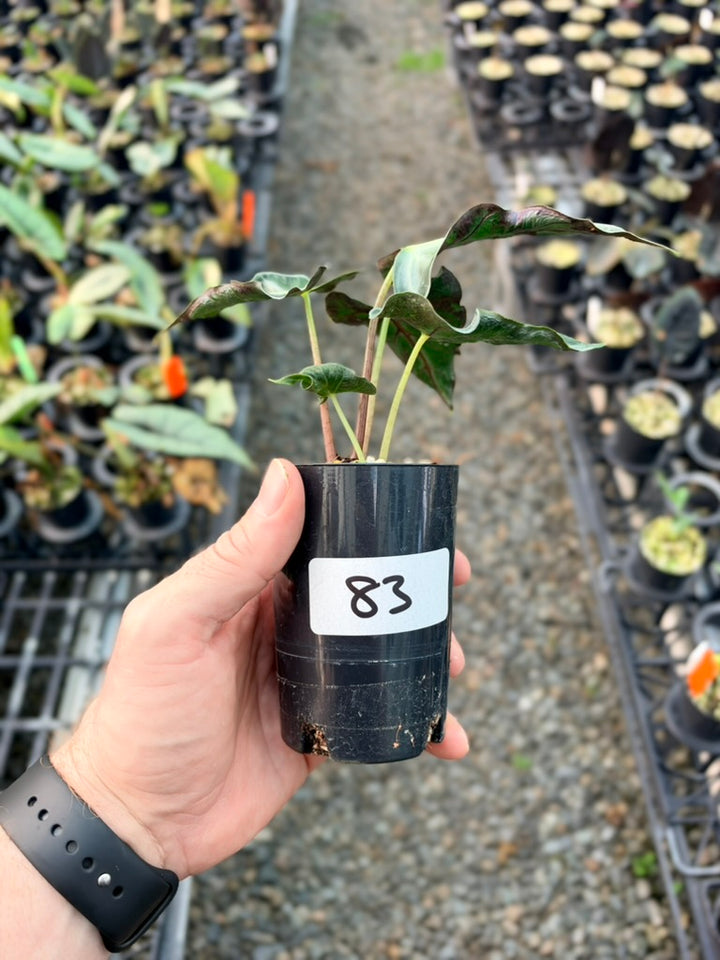 Handpicked #83 - Alocasia Loco