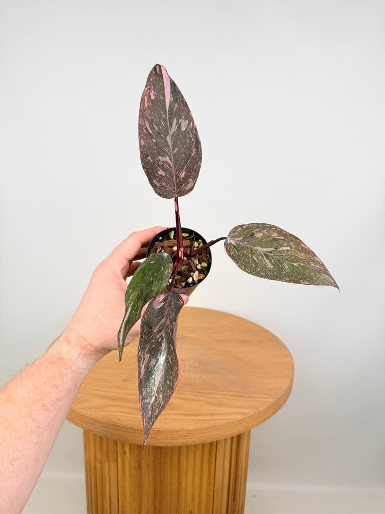 Philodendron Erubescens - Pink Princess Galaxy Marble