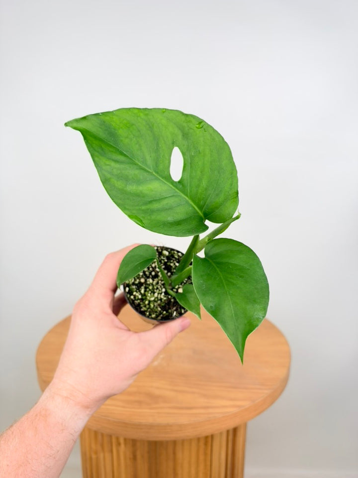 Monstera Deliciosa Var. Borsigiana X Laniata