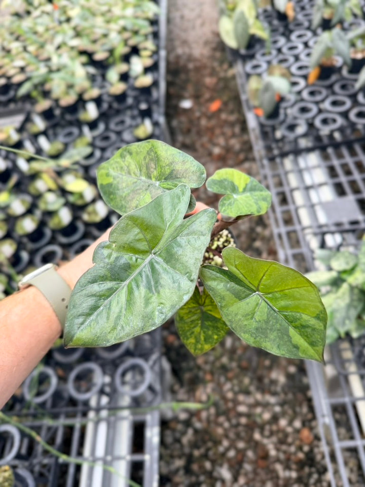 Handpicked #25 - Alocasia Yucatan Princess Variegata