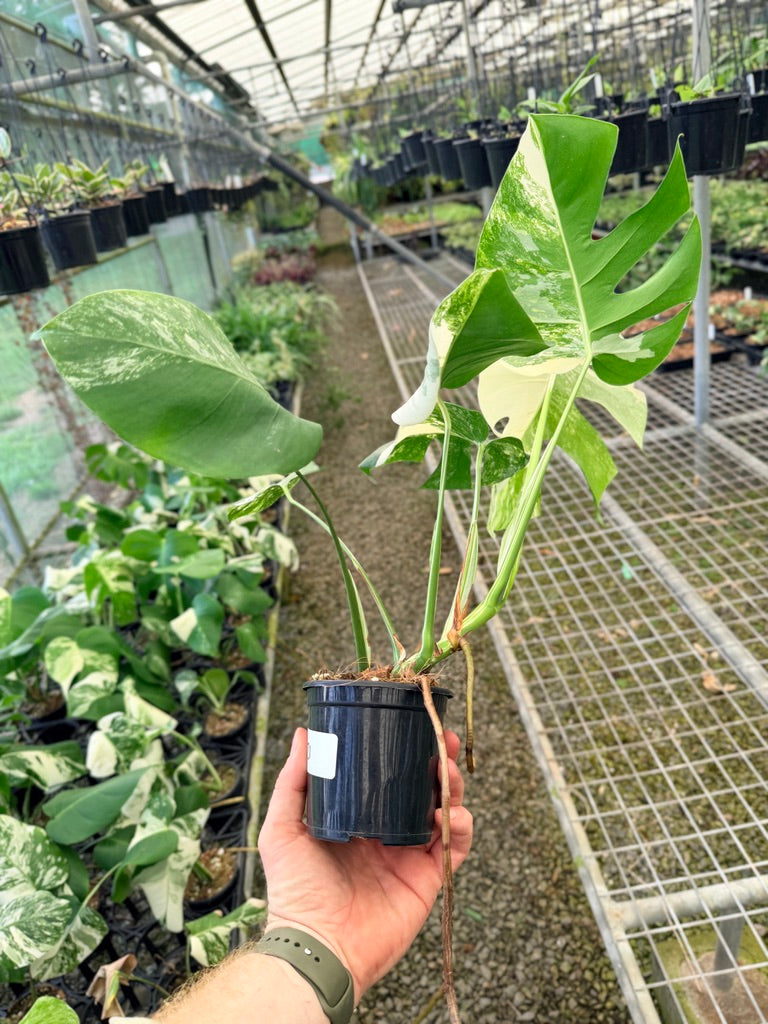 Handpicked #131 - Monstera Deliciosa Borsigiana Variegated Albo