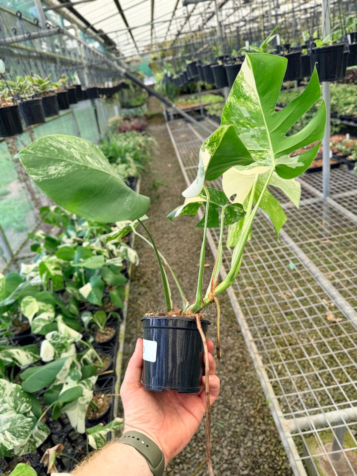 Handpicked #131 - Monstera Deliciosa Borsigiana Variegated Albo
