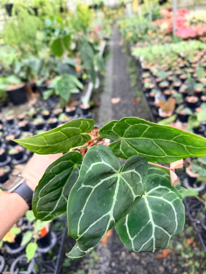 Handpicked #133 - Anthurium Crystallinum - Multi Headed