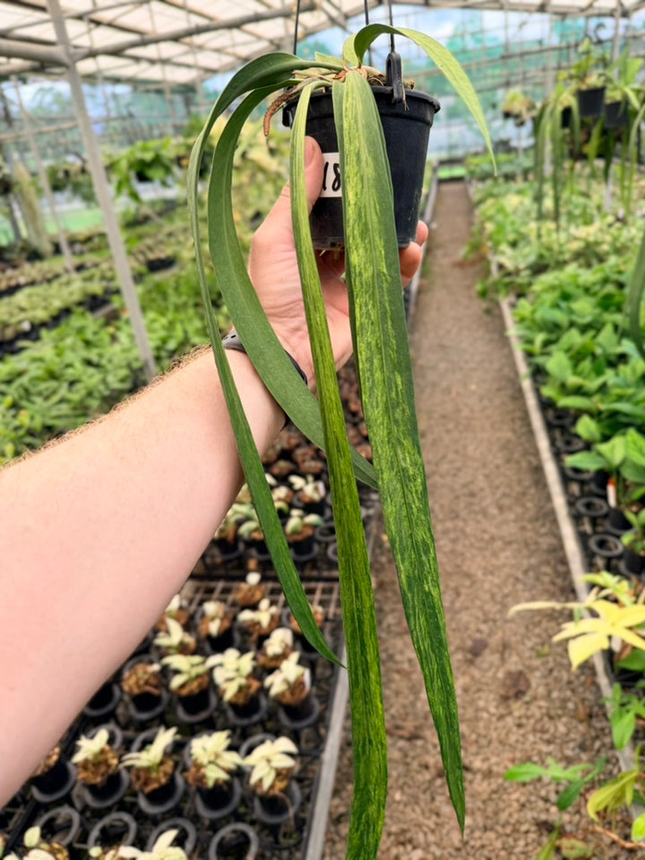 Handpicked #18 - Anthurium Vittariifolium Variegata