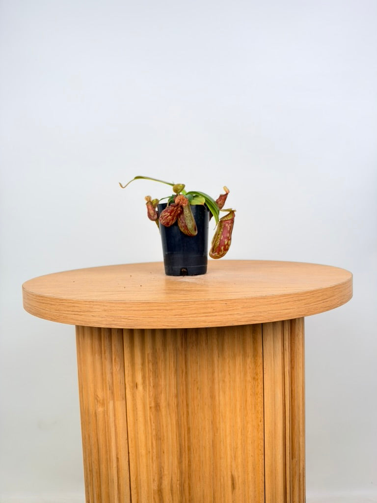 Nepenthes St Gaya