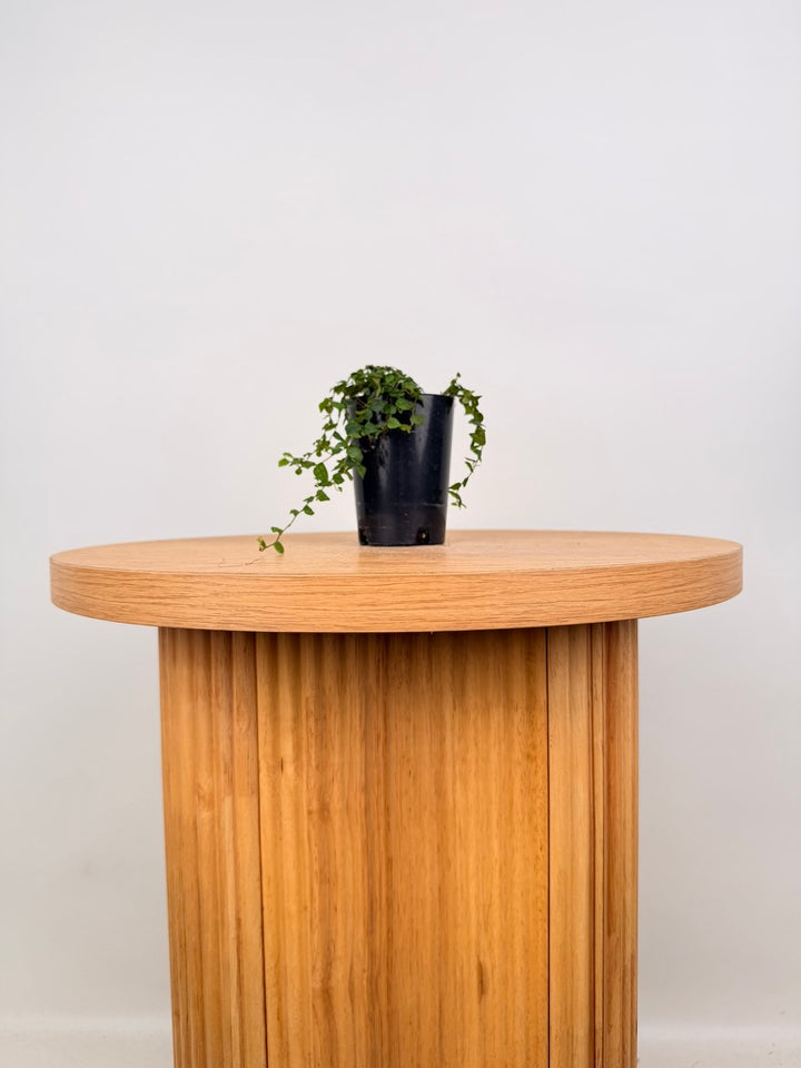 Ficus Pumila - Minima