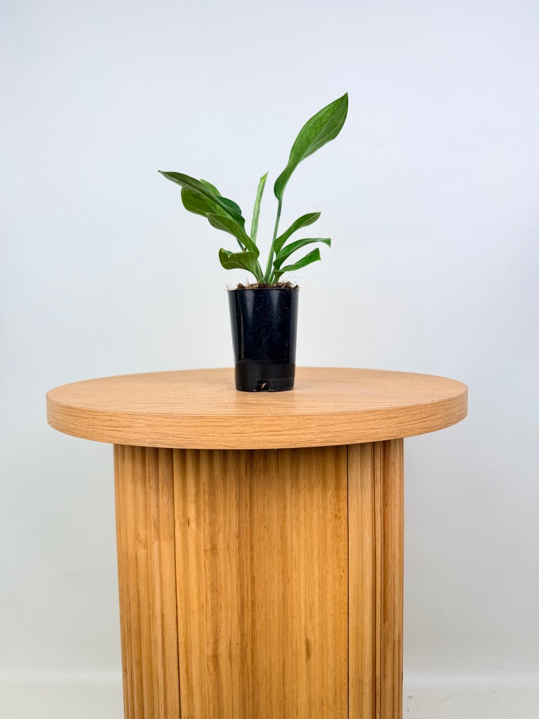 Monstera Pinnatipartita