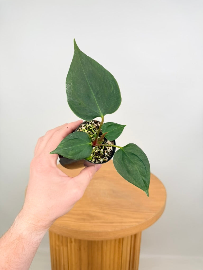 Anthurium Portillae