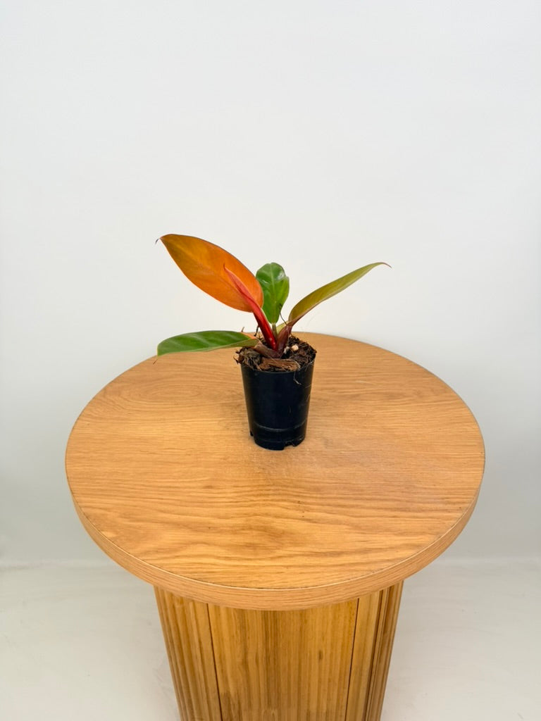Philodendron Erubescens - Prince of Orange